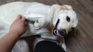 成田空港近郊のペットホテルセカンドファミリー／夜のお時間　2023年6月25日