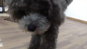 朝のお時間　2023/6/15