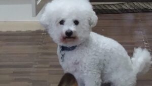 フリースペースのペットホテルセカンドファミリー／朝のお時間　2023年7月1日