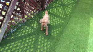 成田空港近郊のペットホテルセカンドファミリー／朝のお時間　2023年7月2日