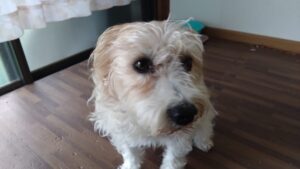 富里市のペットホテルセカンドファミリー／朝のお時間　2023年7月3日