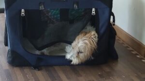 成田市近郊のペットホテルセカンドファミリー／朝のお時間　2023年7月4日