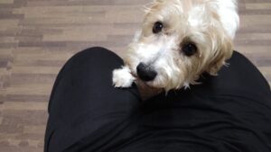 印西市近郊のペットホテルセカンドファミリー／夜のお時間　2023年7月5日