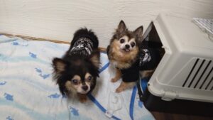 酒々井近郊のペットホテルセカンドファミリー／夜のお時間　2023年7月6日