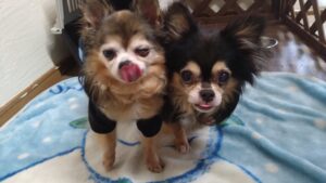 24時間ドッグトレーナー常駐のペットホテルセカンドファミリー／朝のお時間　2023年7月7日