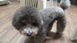 フリースペースのペットホテルセカンドファミリー／夜のお時間　2023年7月8日