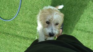 成田空港近郊のペットホテルセカンドファミリー／朝のお時間　2023年7月9日