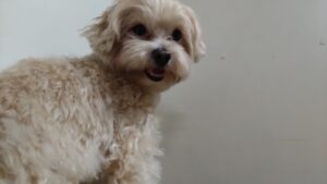 成田空港近郊のペットホテルセカンドファミリー／夜のお時間　2023年7月9日