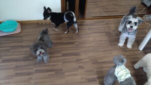 成田市近郊のペットホテルセカンドファミリー／朝のお時間　2023年7月11日