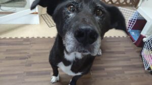 印西市近郊のペットホテルセカンドファミリー／午前のお時間　2023年7月12日