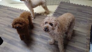 24時間ドッグトレーナー常駐のペットホテルセカンドファミリー／午前のお時間　2023年7月14日