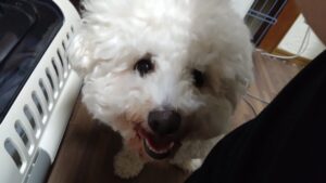 フリースペースのペットホテルセカンドファミリー／夜のお時間　2023年7月15日