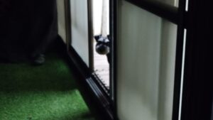 富里市のペットホテルセカンドファミリー／夜のお時間　2023年7月17日