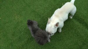 酒々井近郊のペットホテルセカンドファミリー／朝のお時間　2023年7月20日