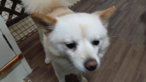 酒々井近郊のペットホテルセカンドファミリー／夜のお時間　2023年7月20日