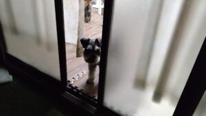 24時間ドッグトレーナー常駐のペットホテルセカンドファミリー／夜のお時間　2023年7月21日