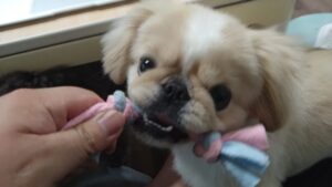 フリースペースのペットホテルセカンドファミリー／夜のお時間　2023年7月22日