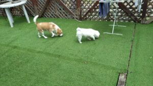 成田空港近郊のペットホテルセカンドファミリー／午前のお時間　2023年7月23日