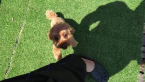 富里市のペットホテルセカンドファミリー／朝のお時間　2023年7月24日