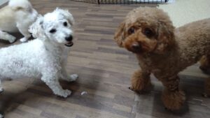 富里市のペットホテルセカンドファミリー／夜のお時間　2023年7月24日