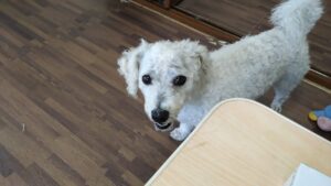 朝のお時間　2023/7/26