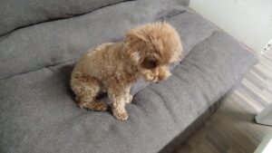 印西市近郊のペットホテルセカンドファミリー／夜のお時間　2023年7月26日