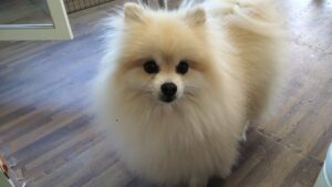 富里市のペットホテルセカンドファミリー／朝のお時間　2023年7月31日