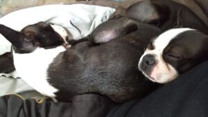 富里市のペットホテルセカンドファミリー／夜のお時間　2023年7月31日