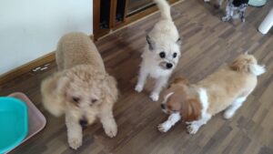 フリースペースのペットホテルセカンドファミリー／午前のお時間　2023年8月26日