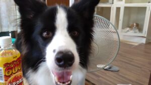 朝のお時間　2023/8/7