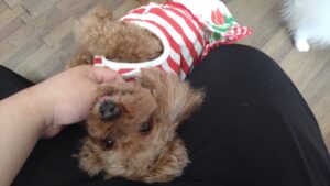 成田空港近郊のペットホテルセカンドファミリー／朝のお時間　2023年9月10日