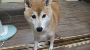 成田空港近郊のペットホテルセカンドファミリー／夜のお時間　2023年9月10日