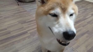 富里市のペットホテルセカンドファミリー／夜のお時間　2023年9月11日