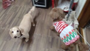 成田市近郊のペットホテルセカンドファミリー／夜のお時間　2023年9月12日