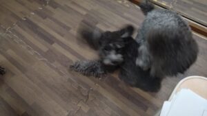 酒々井近郊のペットホテルセカンドファミリー／夜のお時間　2023年9月14日