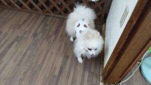 酒々井近郊のペットホテルセカンドファミリー／朝のお時間　2023年9月21日