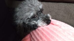 成田空港近郊のペットホテルセカンドファミリー／夜のお時間　2023年10月1日