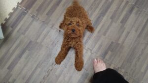 富里市のペットホテルセカンドファミリー／朝のお時間　2023年10月2日