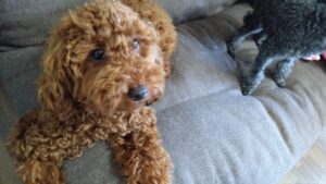 成田市近郊のペットホテルセカンドファミリー／午前のお時間　2023年10月3日