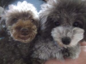 成田市近郊のペットホテルセカンドファミリー／夜のお時間　2023年10月3日