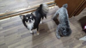 印西市近郊のペットホテルセカンドファミリー／夜のお時間　2023年10月4日