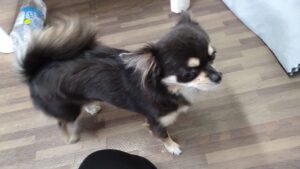 酒々井近郊のペットホテルセカンドファミリー／朝のお時間　2023年10月5日