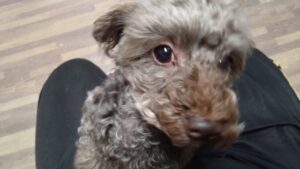 酒々井近郊のペットホテルセカンドファミリー／夜のお時間　2023年10月5日