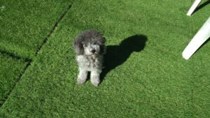 24時間ドッグトレーナー常駐のペットホテルセカンドファミリー／朝のお時間　2023年10月6日