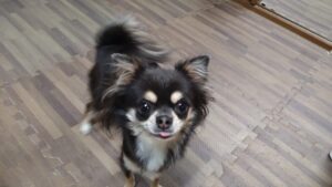 24時間ドッグトレーナー常駐のペットホテルセカンドファミリー／夜のお時間　2023年10月6日