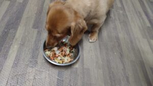 フリースペースのペットホテルセカンドファミリー／夜のお時間　2023年10月7日