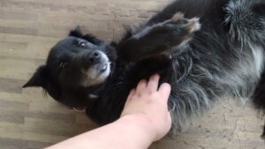 成田市近郊のペットホテルセカンドファミリー／朝のお時間　2023年10月10日