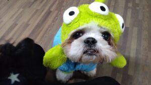 印西市近郊のペットホテルセカンドファミリー／夜のお時間　2023年10月11日