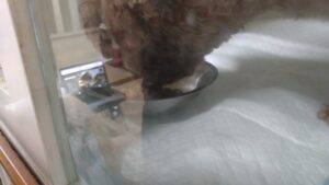 夜のお時間　2024/7/21