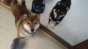 夜のお時間　2024/7/3